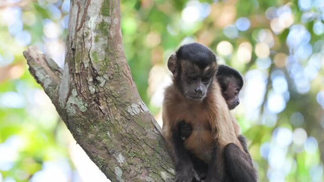  The agile spider monkey high in the treetops., &bull; Amazon rainforest, spider monkey, wildlife photography, South America, jungle, biodiversity, wild animals, canopy, endangered species.
