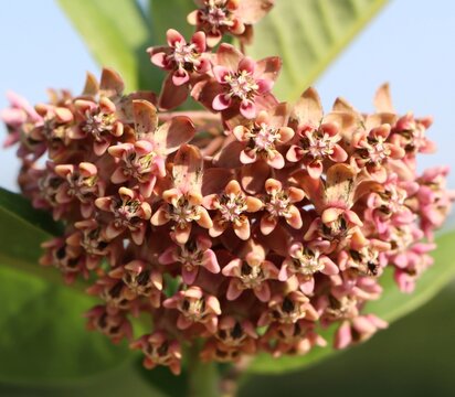 Asclepias syriaca (common milkweed) blooming in summer