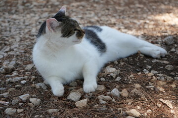 cat on the beach © Oleh