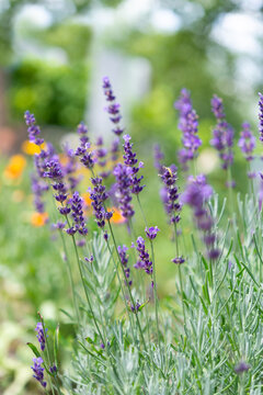 Dreamy lavender garden in summer bloom, purple flower stems create a calm romantic atmosphere, natural floral background for wellness, beauty, relaxation and rustic lifestyle