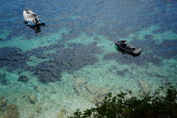diver and fish © Oleh