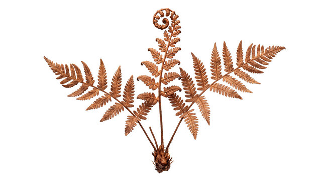 Dried brown fern frond with curled top and visible roots