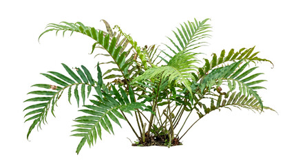 Lush green fern plant with multiple fronds on transparent background © Trieu