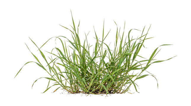 Fresh green grass clump with soil isolated on a transparent background