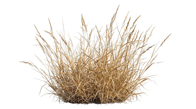 Dried brown grass clump with seed heads on transparent background