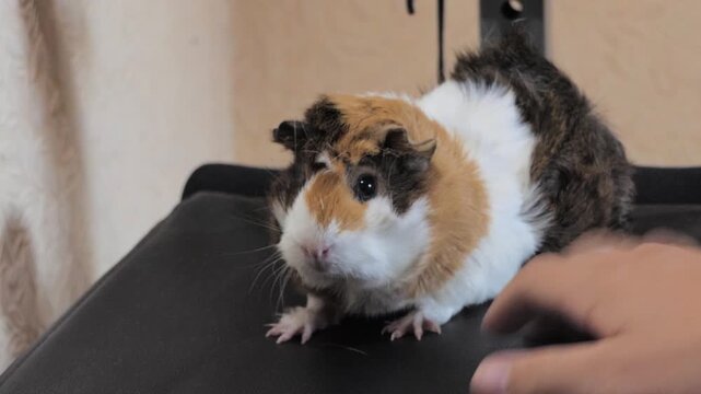 Cute Tricolor Guinea Pig Resting Indoors Being Patred by Owner