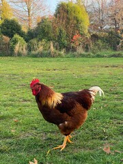 Brown rooster standing on grass in a rural setting © Stefan