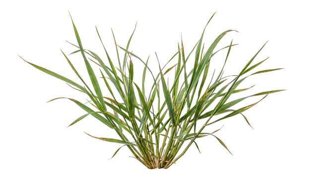 Green grass clump with brown tips, isolated on transparent background