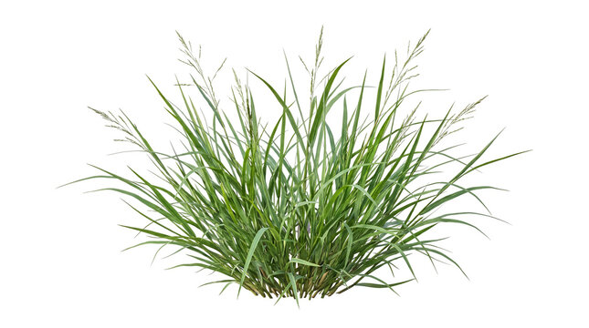 Wild green grass with seed heads on transparent background