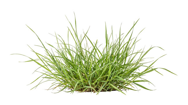 Green grass clump with long blades on transparent background
