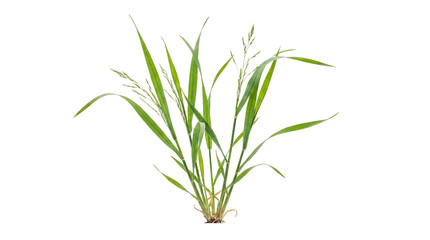 Obraz premium Green grass plant with medium blades and small developing seed heads