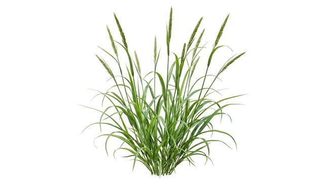 Green grass plant with long blades and mature seed heads, isolated