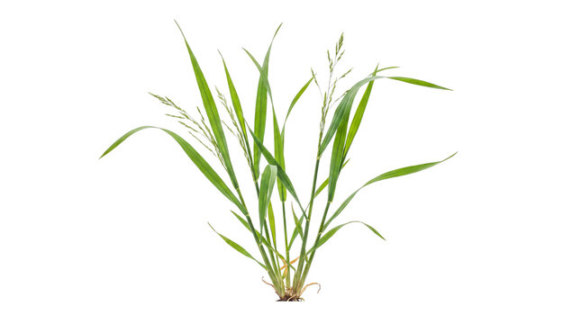 Green grass plant with medium blades and small developing seed heads