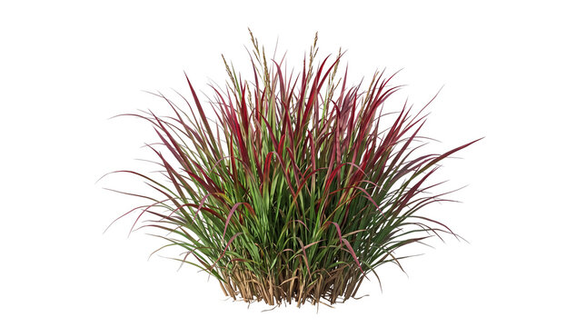 Green and red ornamental grass clump with vibrant foliage