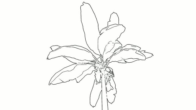 Outline of a Blooming Plant with Leaves