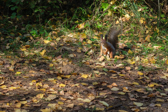 Curious squirrel is sitting and looking at camera, copy space. Fallen autumn leaves are lying on the ground.