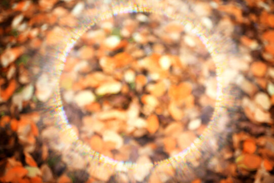 Sunlight, autumn background frame fallen leaves round sunny border