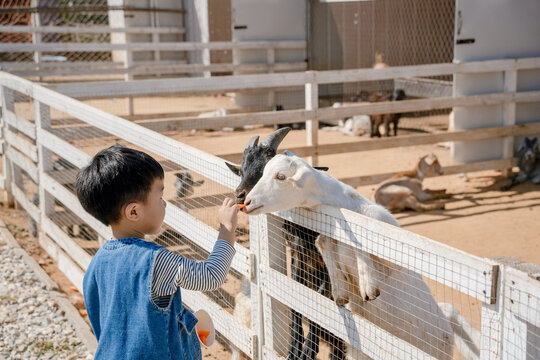Young boy feeds goats at outdoor petting zoo enclosure