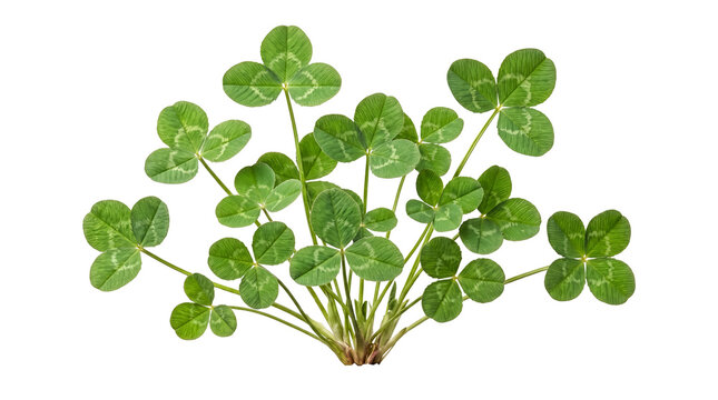 Lucky four-leaf clover plant with roots isolated on transparent