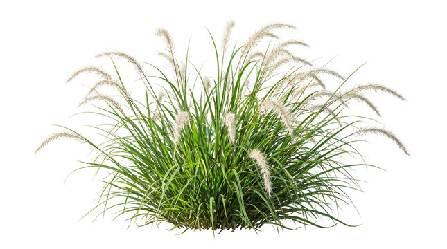 Tall ornamental grass with white plumes on transparent