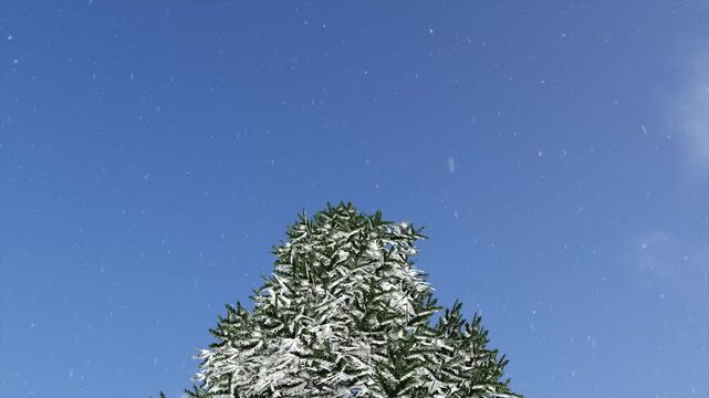 Snow falling on a snow-covered evergreen tree against blue sky