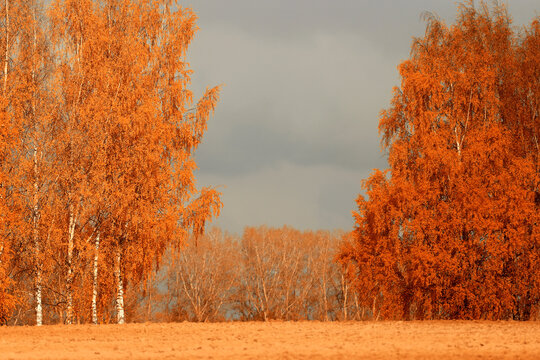 yellow birch trees background of autumn landscape with trees in bright color change