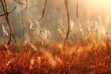 Obraz premium Autumn nature view, dry grass on a sunny day, the background of the outgoing season in warm tones