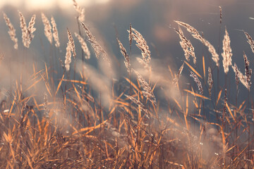 Obraz premium Autumn nature view, dry grass on a sunny day, the background of the outgoing season in warm tones