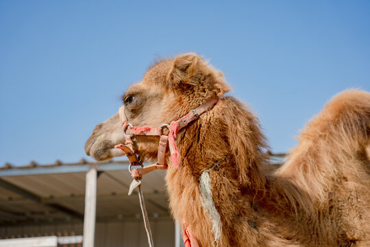 Side Profile of a Dromedary Camel with Halter Outdoors