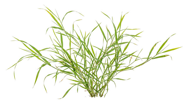 Vibrant green grass clump isolated on transparent background