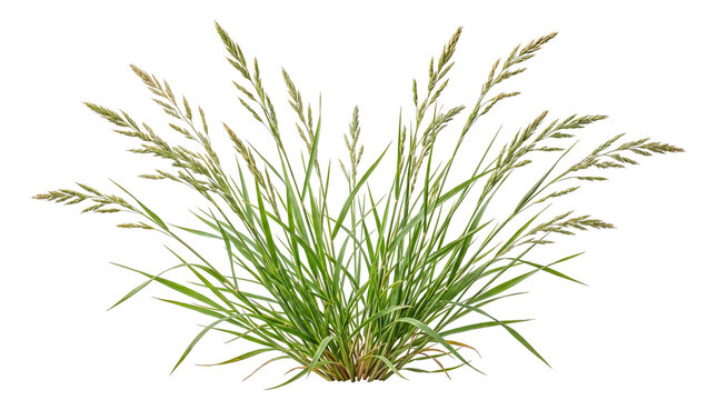 Green field grass with seed heads and leaves isolated on transparent