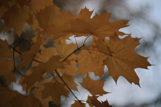 Autumn blurred background of trees in a city park, seasonal backdrop for design