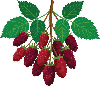 Fresh ripe blackberries hanging on a leafy branch against a plain background