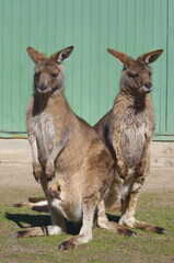 Two kangaroos standing with joey feet visible in pouch © Natalia Maliseva