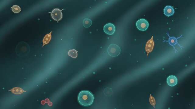 Stem Cell Differentiation Microscopy Seamless Loop With Branching Neural Muscle And Blood Cell Lineages in vibrant medical tones