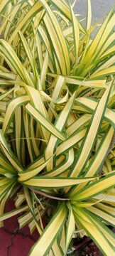 fresh green and yellow pandanus plant