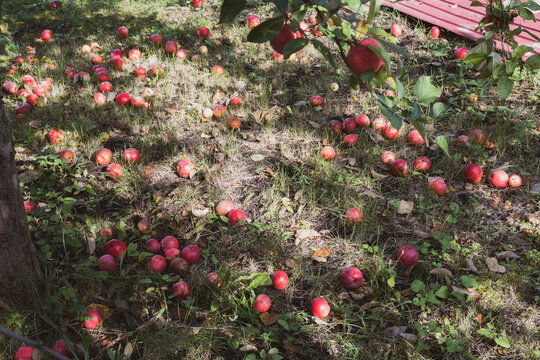 Dozens of red apples scattered across dry grass and moss in a top down view, a branch with green leaves entering from above, a big autumn drop for cider and sauce