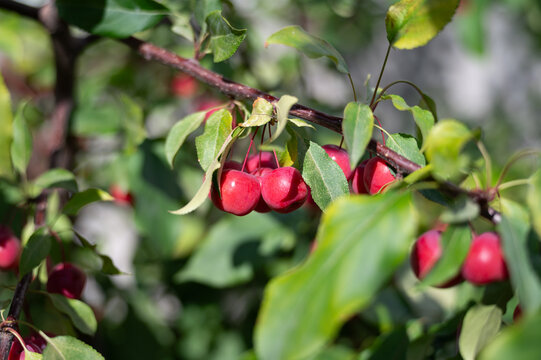 Close-up of crabapple tree (Malus genus). Clusters of bright red berries nestled among fresh green leaves, creating a vibrant natural scene full of color, texture, and seasonal charm.