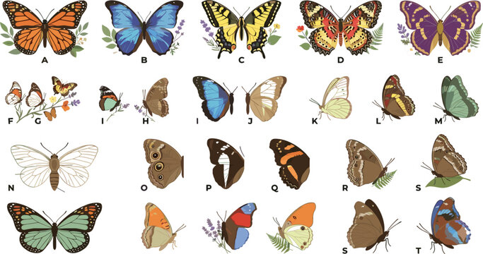 Butterfly species and colorful winged insects set featuring monarchs swallowtails morphos and botanical ornaments vector illustration
