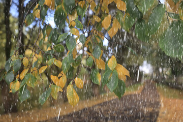 Obraz premium Raindrops in motion on an autumn background, meteorology, weather change, wind and rain, nature