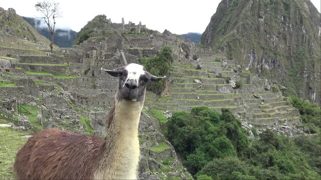 Funny llama looking at the camera in front of the Inca ruins and terraces of Machu Picchu, Peru