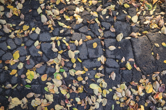 Texture of fallen autumn leaves, background of the passing autumn nature backdrop, surface