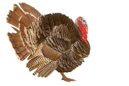 A majestic male turkey, with its isolated, puffed-up feathers spread out, seen in profile against a transparent background.