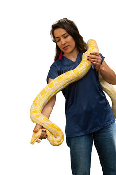 A woman in a navy blue T-shirt, standing on a transparent background, carrying a large yellow albino python on her shoulders.
