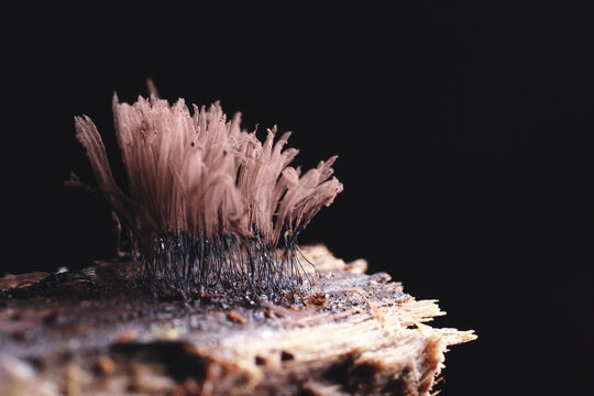 Plasmodium, small unusual mushrooms, mushroom spores, mycelium macro photo