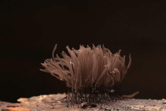 Plasmodium, small unusual mushrooms, mushroom spores, mycelium macro photo