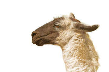 Obraz premium A close-up profile portrait of a llama's head and neck, with its fur standing out against a transparent background.