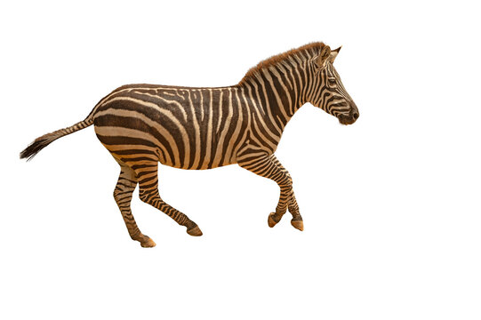 A full-body shot of a young zebra with a striped pattern galloping in isolation on a transparent background.