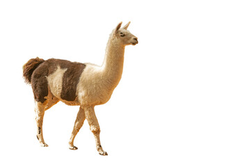 Obraz premium A full-body shot of a brown and white spotted, shaggy-haired llama walking in isolation on a transparent background. Llama glama.