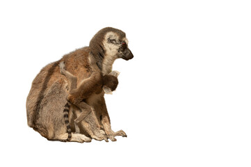 Obraz premium A ring-tailed lemur, isolated on a transparent background, with her baby clinging to her back.